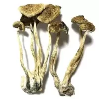 Golden Teacher Mushroom Dried