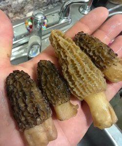 morel-Mushrooms-for-sale
