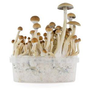 fresh-mushrooms-b-plus