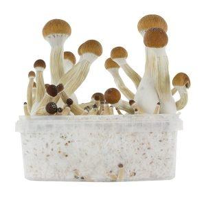 fresh-mushroom-golden