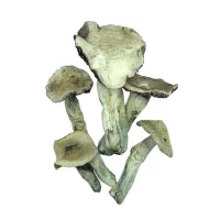 WHITE BURMA MAGIC MUSHROOMS
