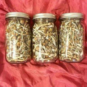 How to Buy Mushrooms in the USA